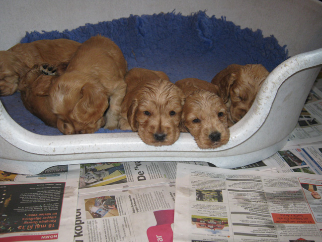 Dragongrdens Kennel